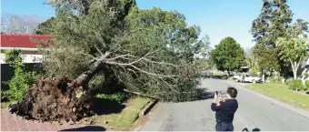  ??  ?? A fallen tree in Arbour Road, Camphersdr­ift.