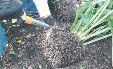  ?? MARKCULLEN.COM ?? Use a very sharp or serrated knife to divide hostas, or any perennial with a fleshy root.