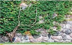  ??  ?? Stem root climber Common Ivy (Hedera helix) vine growing on rock wall.