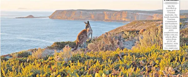  ?? ?? ▲ Back from the brink: a kangaroo at Cape du Couedic