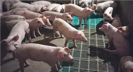  ?? GREG BAKER/GETTY IMAGES/FILES ?? Piglets are seen in central China last August as African swine fever began its spread in that country. In the last four months, the disease has moved rapidly across 23 Chinese provinces and more than 600,000 pigs have been culled in an effort to halt its spread.