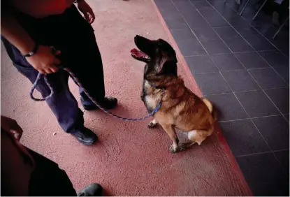  ?? ESPECIAL ?? La pastor belga malinois fue reconocida por el cuerpo bomberil.