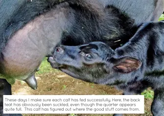  ??  ?? These days I make sure each calf has fed successful­ly. Here, the back teat has obviously been suckled, even though the quarter appears quite full. This calf has figured out where the good stuff comes from.