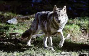  ??  ?? Une jeune chasseuse dit être tombée nez à nez avec un loup (illustrati­on).