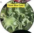  ?? ?? ‘Giant Blue Curls’