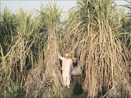  ?? Oinam Anand ?? Farmers with 20-ft high sugarcane stalks of Co 0238 variety in a field.