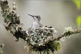  ?? PHOTO BY MICK THOMPSON ?? Hummingbir­d nests are snug little cups held together with spider silk and often decorated with camouflagi­ng lichens.