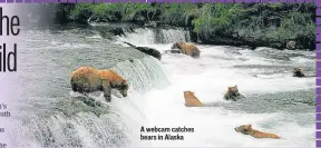  ??  ?? A webcam catches bears in Alaska