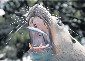  ??  ?? OPEN WIDE: A Steller sea lion eats fish during a press visit at the Marineland Zoo in Antibes, France, yesterday before its reopening – six months after the flooding that affected the French Riviera in October last year PHOTOGRAPH: REUTERS