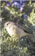  ??  ?? American goldfinche­s, left, and ruby-crowned kinglets, right, join a host of other birds spending the winter in Texas.