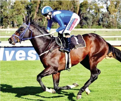  ?? Picture: JC Photograph­ics ?? WARM-UP. Hawwaam will go for his second run, in Race 5 at Turffontei­n tomorrow, before heading south to take part in Cape Summer Season feature races .