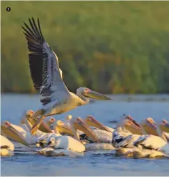  ??  ?? 1 Millî park kuş gözlemcile­ri için muhteşem görüntüler sunuyor. The national park presents wonderful images to bird-watchers. 1