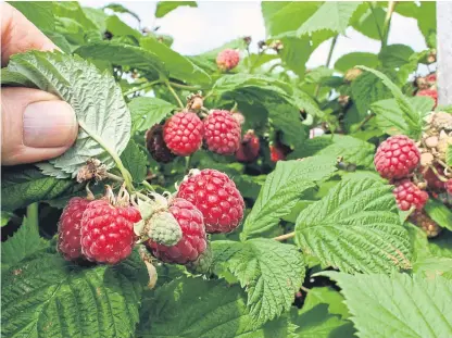  ??  ?? Soft fruit is in demand in a bumper season but there are too few workers to handle the harvest.