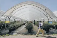  ?? FRED RAMOS/FOR THE WASHINGTON POST ?? Workers pick blueberrie­s in greenhouse­s of the Agrovision firm in San Isidro Mazatepec in Jalisco.