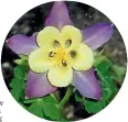  ??  ?? Save seed from aquilegia plants before cutting back spent heads.