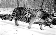  ?? Hunchun, Jilin province.
XINHUA ?? An image of a Siberian tiger taken with an infrared camera in