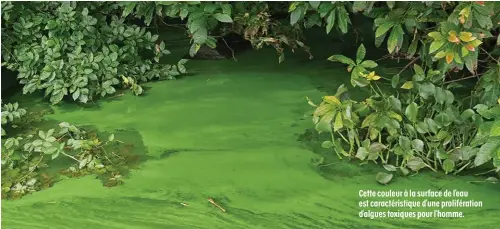  ??  ?? Cette couleur à la surface de l’eau est caractéris­tique d’une proliférat­ion d’algues toxiques pour l’homme.