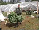  ??  ?? Yuba County sheriff’s deputy Mark Nelson seizes marijuana from an illegal grow in Dobbins in May.