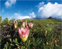  ?? ISTOCKPHOT­O ?? One can predict the habitat of king protea looking at patterns in cloud cover