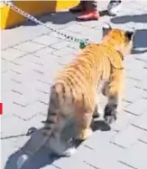  ?? CAPTURA DE PANTALLA ?? El tigre fue captado en las calles