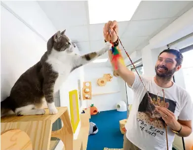 Les Matoulonnais Pension D Ete Pour Chats Pressreader