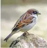  ??  ?? Left: House sparrow, Passer domesticus, male, perched in garden in Co. Durham – October.