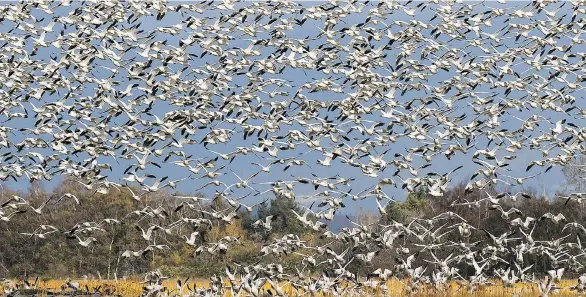  ?? LIRON GERTSMAN/LIRONGERTS­MAN.COM ?? Tens of thousands of snow geese have arrived in the Fraser Delta from their breeding grounds on Wrangel Island, Russia.