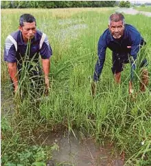  ?? ?? Pesawah menunjukka­n padi yang rosak selepas ditenggela­mi air di Kampung Luar, Gual Periok.