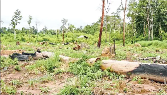  ?? EQUITABLE CAMBODIA ?? A community representa­tive says the company has bulldozed two spirit mountains, wetlands, traditiona­l hunting areas and burial grounds.