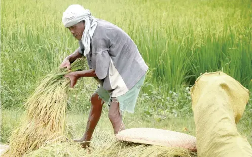  ?? SUNSTAR FILE FOTO ?? WILL IT HURT FARMERS?: Some farmers oppose the passage of the Rice Tarifficat­ion Law saying it will flood the market with cheaper rice abroad but the government assures them they will be protected and assisted with modern farming methods and funding, too.
