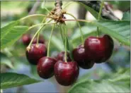  ?? PHOTO BY EMILY RYAN ?? Pick your own cherries at orchards across the area.