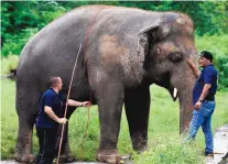  ?? ANJUM NAVEED/ASSOCIATED PRESS ?? Veterinari­ans examine an elephant named Kaavan at Marghazar Zoo in Islamabad, Pakistan, on Friday. The elephant will be moved to a sprawling animal sanctuary in Cambodia.