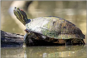  ?? Photo courtesy of Arkansas Game and Fish Commission ?? A red-eared slider stands on a log at a reservoir in the White River wildlife refuge. From 2004-17, more than 1.3 million turtles were commercial­ly harvested in Arkansas, most of them red-eared sliders.