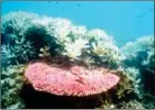  ?? RAY BERKELMAN/AFP ?? Bleached coral in Australia’s Great Barrier Reef in 2012.