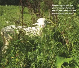  ??  ?? Weeds may not look like picture book pastures, but the soil, the plant guilds and the sheep just love them.