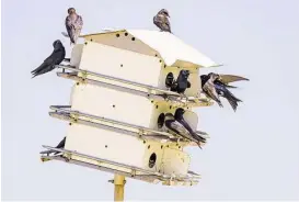  ?? Kathy Adams Clark ?? Colonies of purple martins search out man-made homes in which to build nests.
