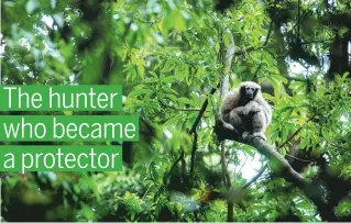  ?? YI ZILIN / FOR CHINA DAILY ?? A female Skywalker hoolock gibbon sits on the trunk of a tree in the Gaoligong Mountains in Yunnan province.