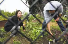  ?? Michael Short / Special to The Chronicle ?? Nassim Nobari (left) and Chema Hernandez Gil work on their “veganic garden plot” at a San Francisco community garden.