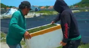  ?? VNA/VNS Photo ?? Locals harvest sea grapes in Ninh Hải Commune, Khánh Hòa Province.