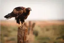  ??  ?? Wedgie Wedge-tailed eagle, Aquila audax