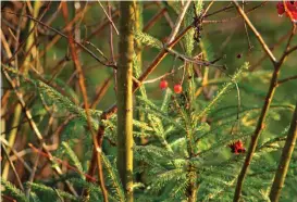  ??  ?? PYNT. Naturens egna grandekora­tion.