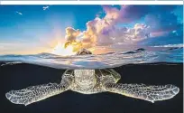  ?? ?? Prächtige Bilder, gefährdete Arten – die Karettschi­ldkröten zählen auch dazu