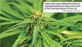  ?? CHRISTOPHE­R FURLONG ?? Adion Ago was ordered to tend to cannabis plants to repay the costs of his transporta­tion to the UK.