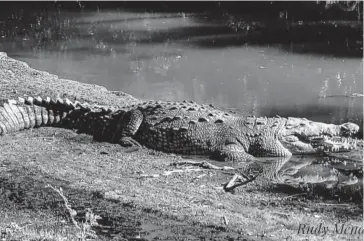  ?? FOTO: CORTESÍA RUDY MENDOZA ?? > El cocodrilo tomando el sol a la orilla del río.