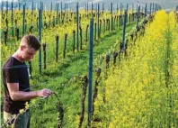  ?? ?? Niko Leonhard führt seit 2013 das Weingut gemeinsam mit seiner Mut‰ ter. Er ist unter anderem verantwort­lich für die Pflege der Weinberge.