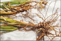  ?? Submitted photo/Kevin Bradley ?? One way to distinguis­h knotroot foxtail from annual foxtail is to look at the plant roots, which have “knotty” rhizomes.