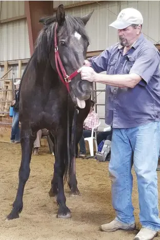  ??  ?? oz, a 30-year-old tennessee Walking horse, receiving the masterson method from Jim masterson. regular body work helps maintain the older horse’s fitness and quality of life.
