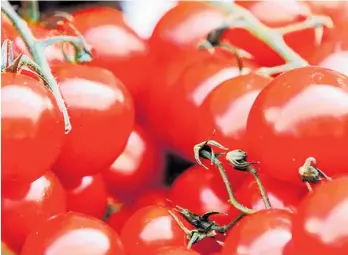  ?? Photo / Thomas Martinsen / Unsplash ?? Tomatoes NZ says growers face skyrocketi­ng energy costs for heating glasshouse­s.