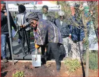  ??  ?? MMC for Community Developmen­t Nonhlanla Sifumba taking part in a ceremonial tree planting at the launch of the newly refurbishe­d Ekhaya Park. Picture: Supplied