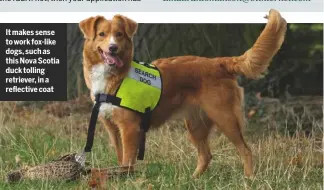  ??  ?? It makes sense to work fox-like dogs, such as this Nova Scotia duck tolling retriever, in a reflective coat